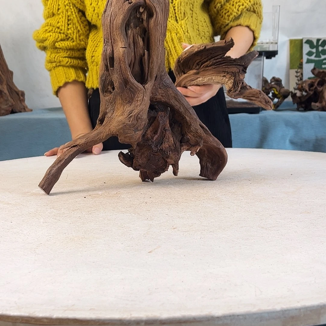 沉木造景寄居蟹造景