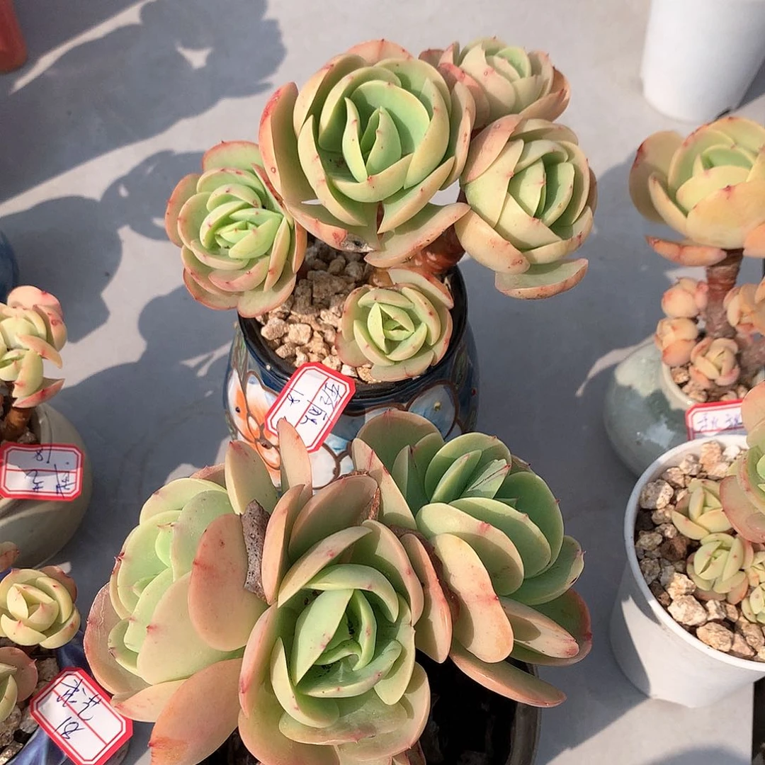 鸡蛋碧桃多肉两颗