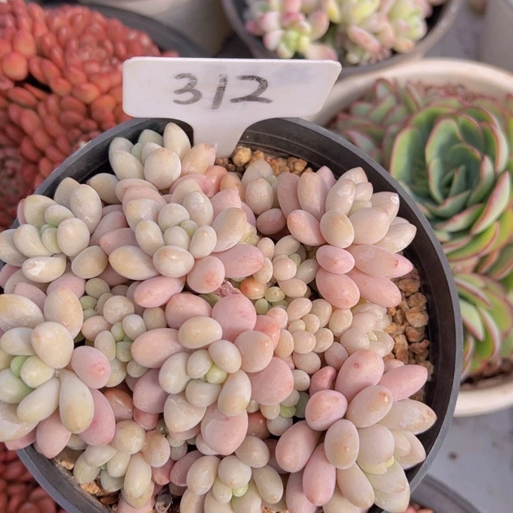 健健康康平平安安