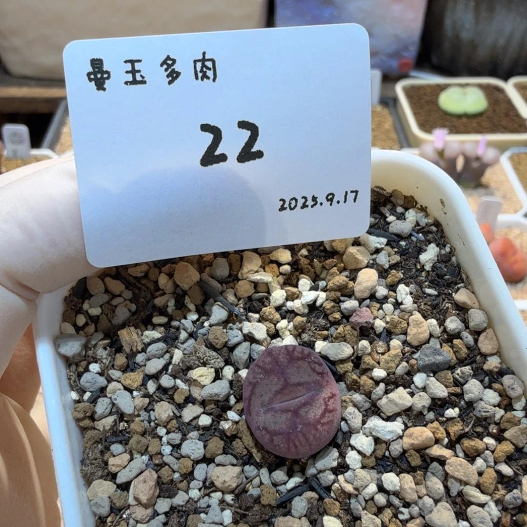 丁***加多肉多肉多肉9.17-022