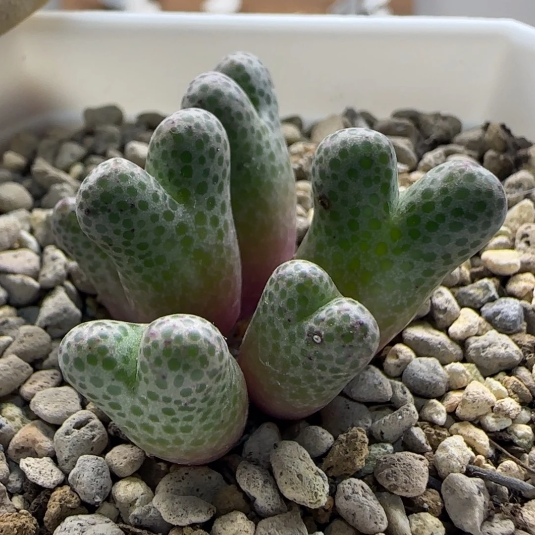 10-22-7-3当天满38包邮日系大型斑马脱土