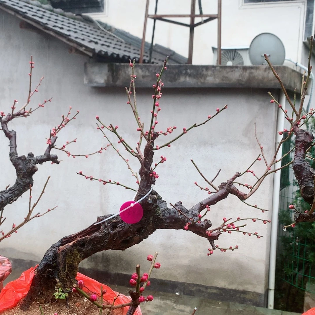 【闪购商品】卖花渔村二红