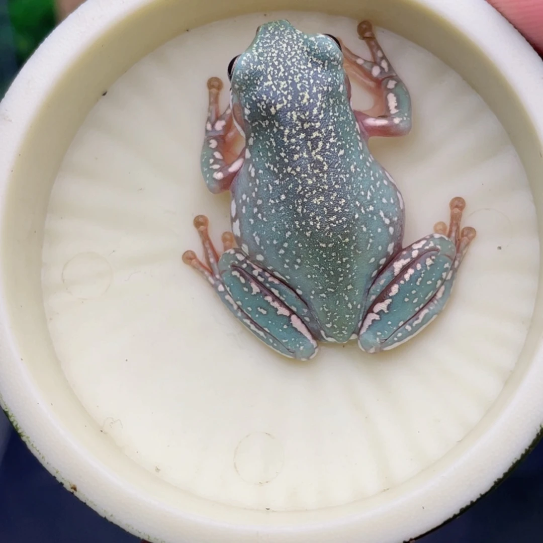 老爷树蛙8号顶级暴雪