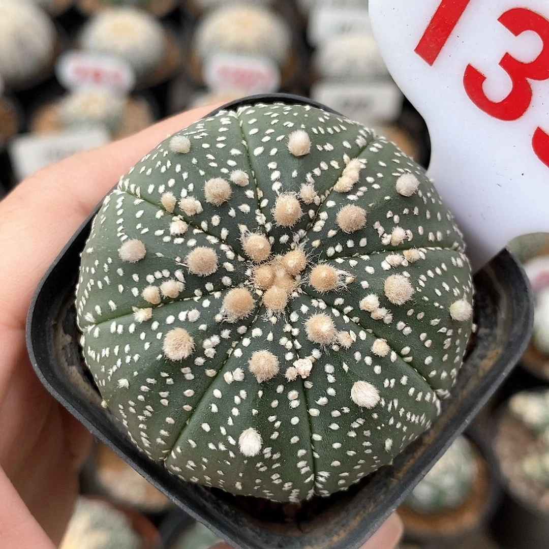 1392花园兜系列产品