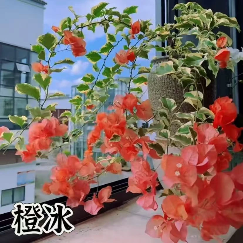 【橙冰】三角梅袋苗对版发货花稀有新品种经典勤花