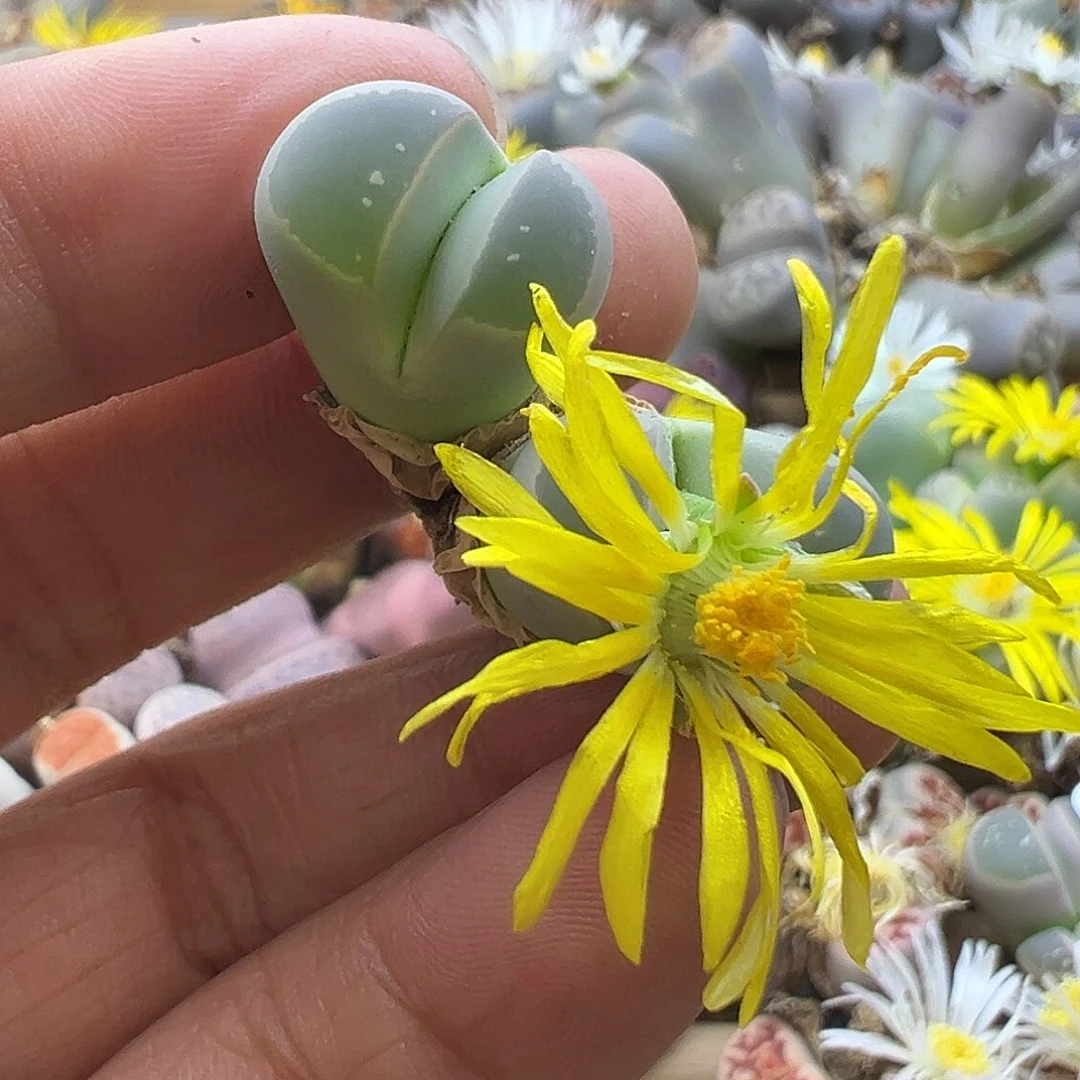 2535 生石花清货价格不作参考