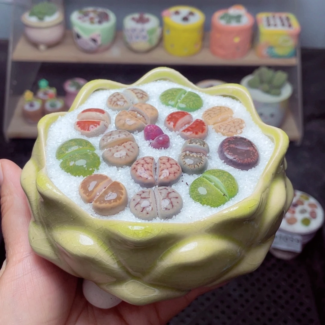 w1063 带盆土发货 -零下地区拍保温箱