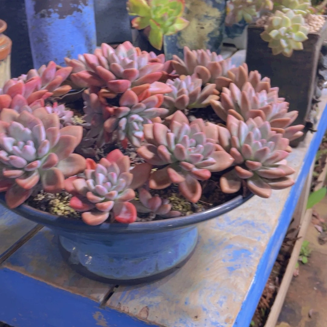 南***l多肉植物保护研究所所长