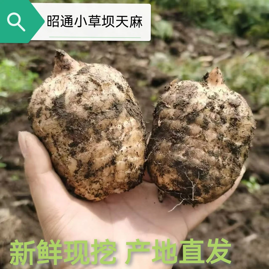（新鲜天麻）正宗云南昭通小草坝新鲜天麻现挖高山乌天麻产地发炖汤