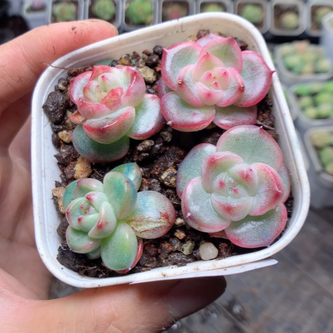 无花朵Q53玄机yyyyyy