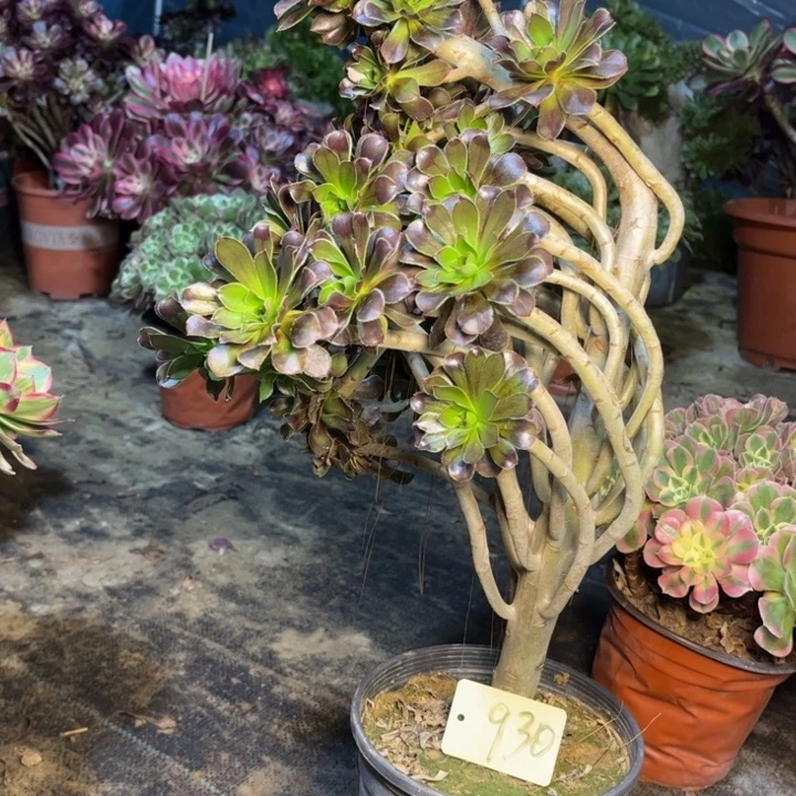 930灰法师妖多肉一物一拍