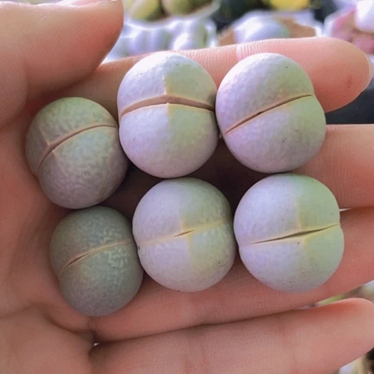 无花朵1327，2厘米左右