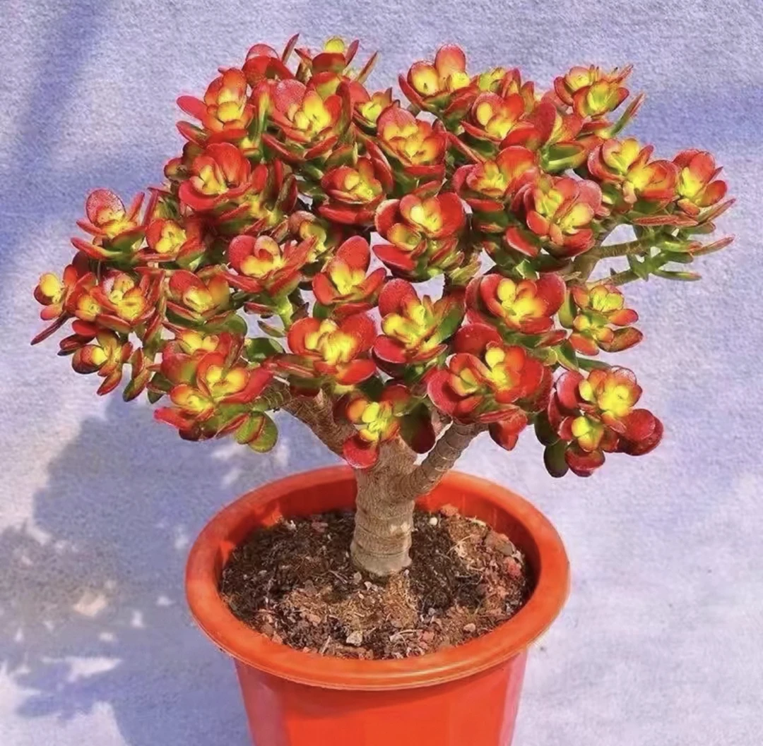 【摇钱树】多肉包邮 脱土发 精控静养 喜晒太阳 包邮