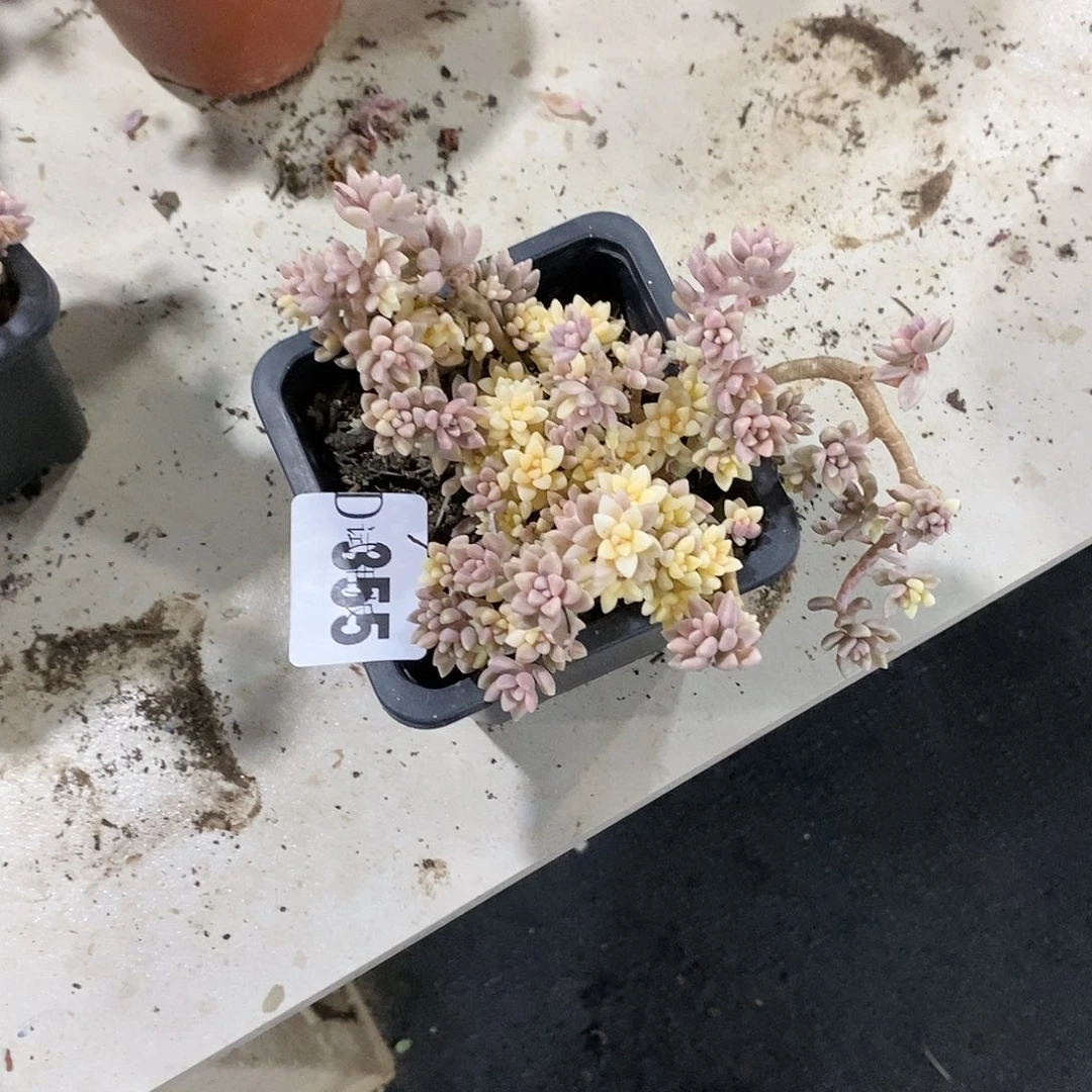 千*355姬秋丽锦多肉植物