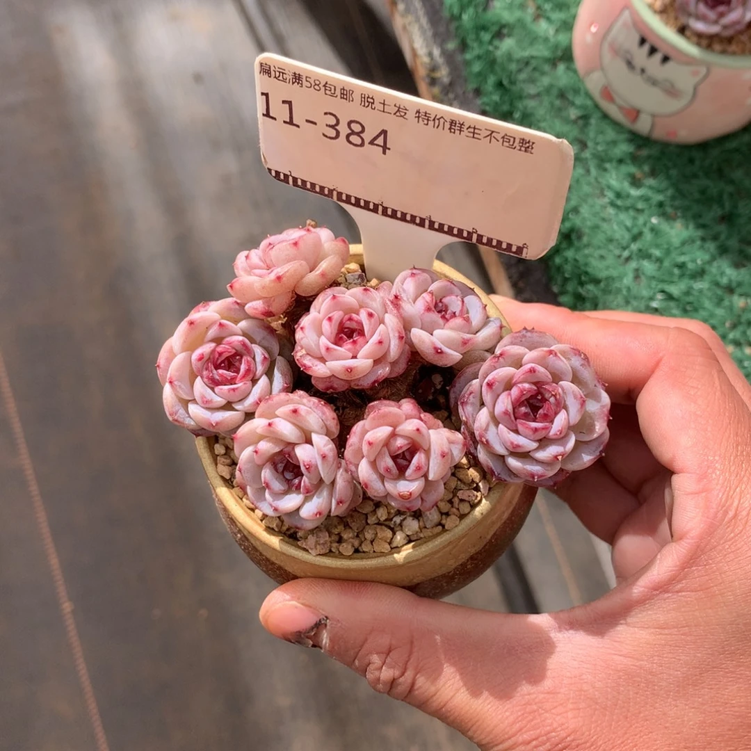 天鹅绒老桩精品多肉58包邮