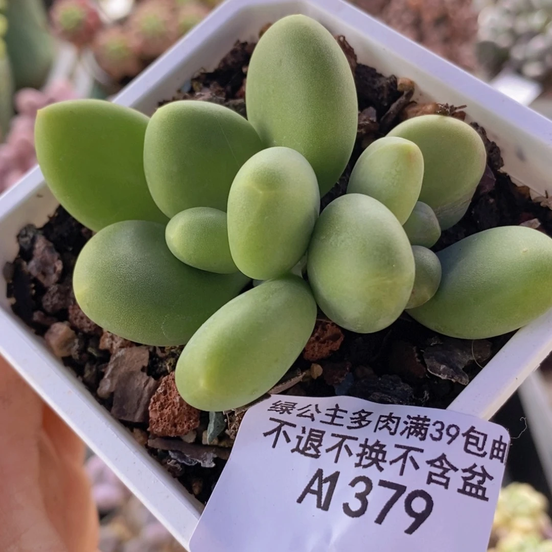 芒果kknnq6cm379多肉