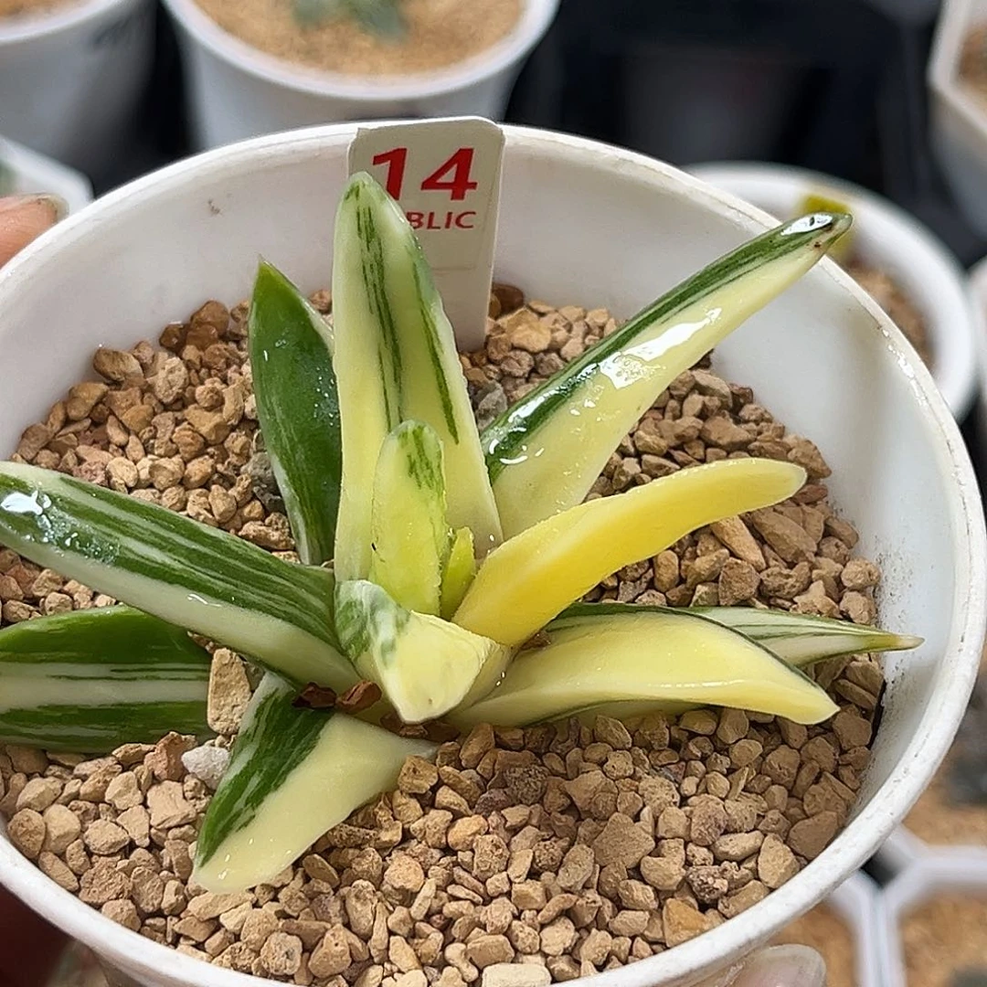 14硬叶瑞鹤一物一图