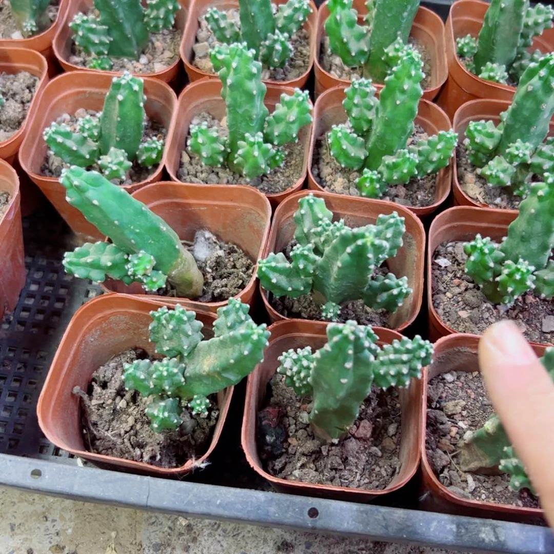 下7小水仙根软5公分左右脱土发货20包邮