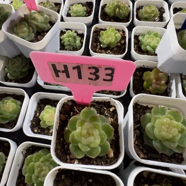 财富密码9尺寸4cm