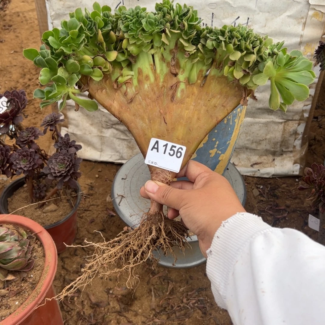 心***情玫瑰缀156满28包邮