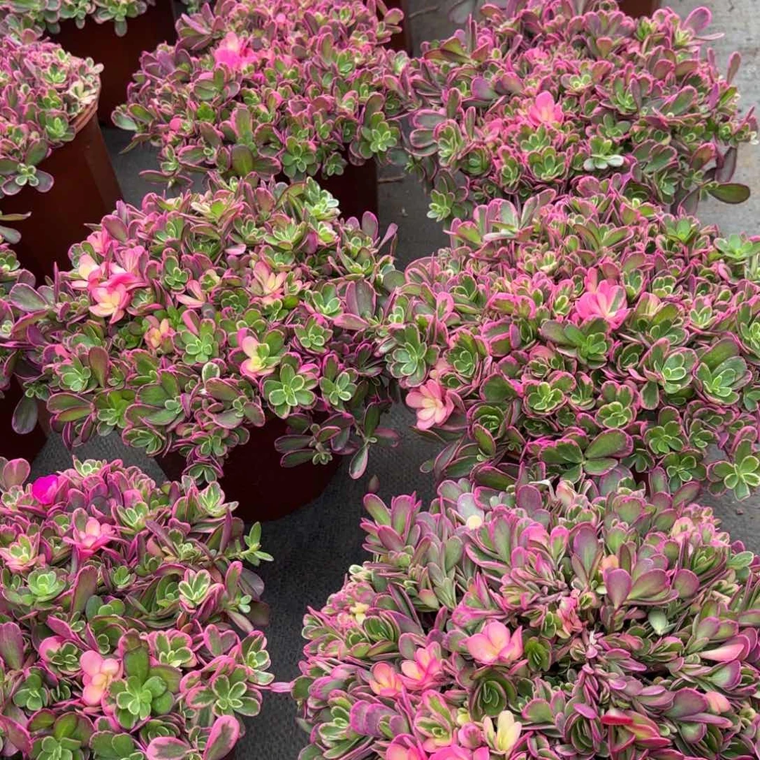 无花朵多肉法师太阳花锦，带盆发货