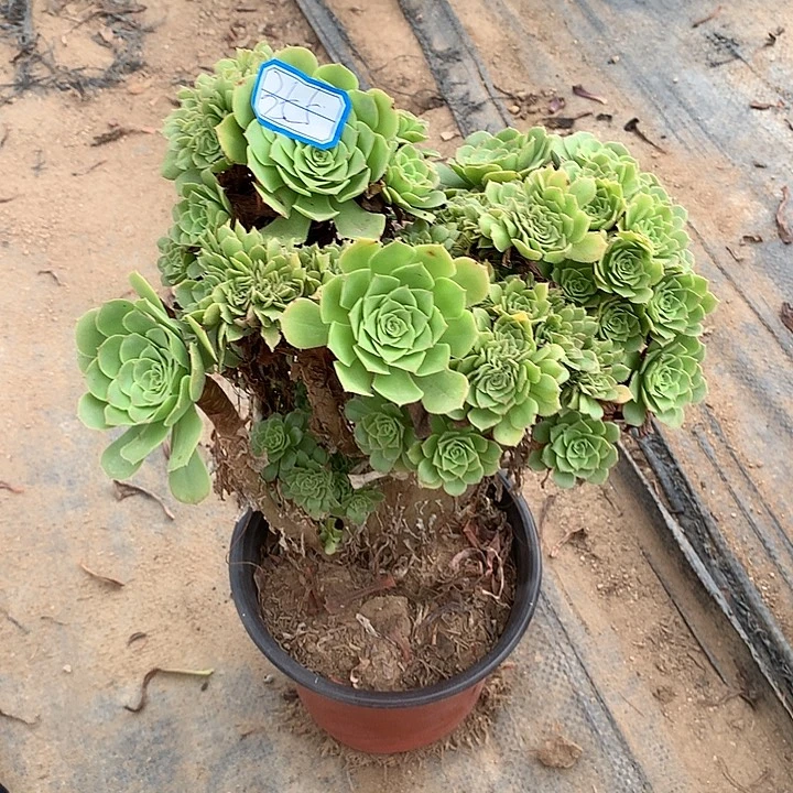 多肉植物绿羊绒缀355号