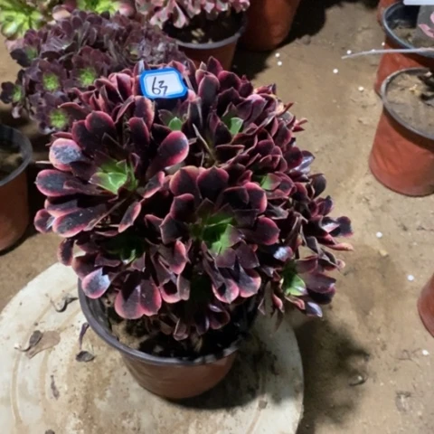 欧嘉莉捧花一物一拍
