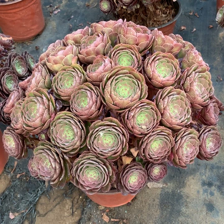 找****华不包损585号万圣节