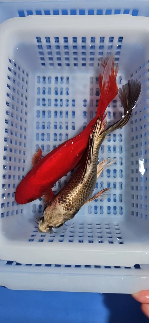 【两条装】闪鳞火凤凰 熊猫蝴蝶鲤18-23厘米包邮开箱24小时内包售后