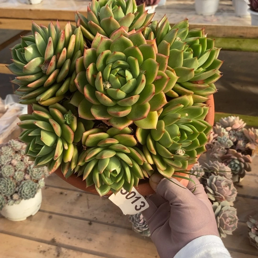 5013不知名一物一拍