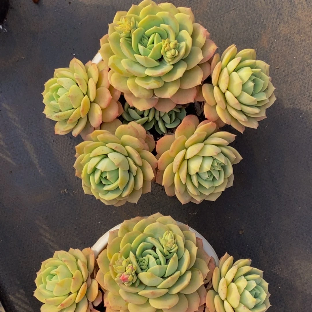 遵****丽 48包邮一物一拍多肉植物