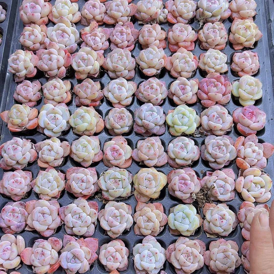 草莓啵啵5个19包邮多肉
