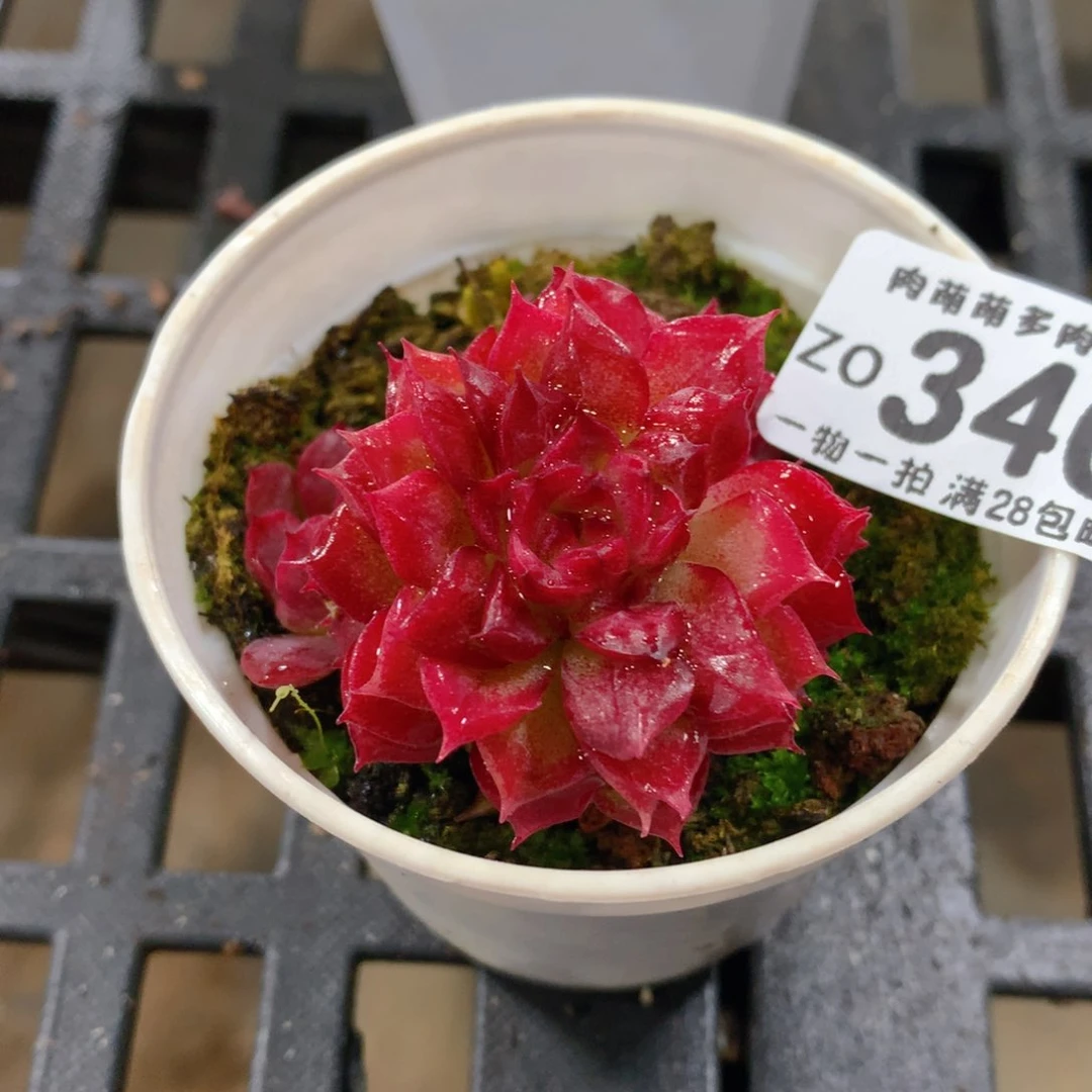 肉萌萌拇指盆精控多肉ZO340