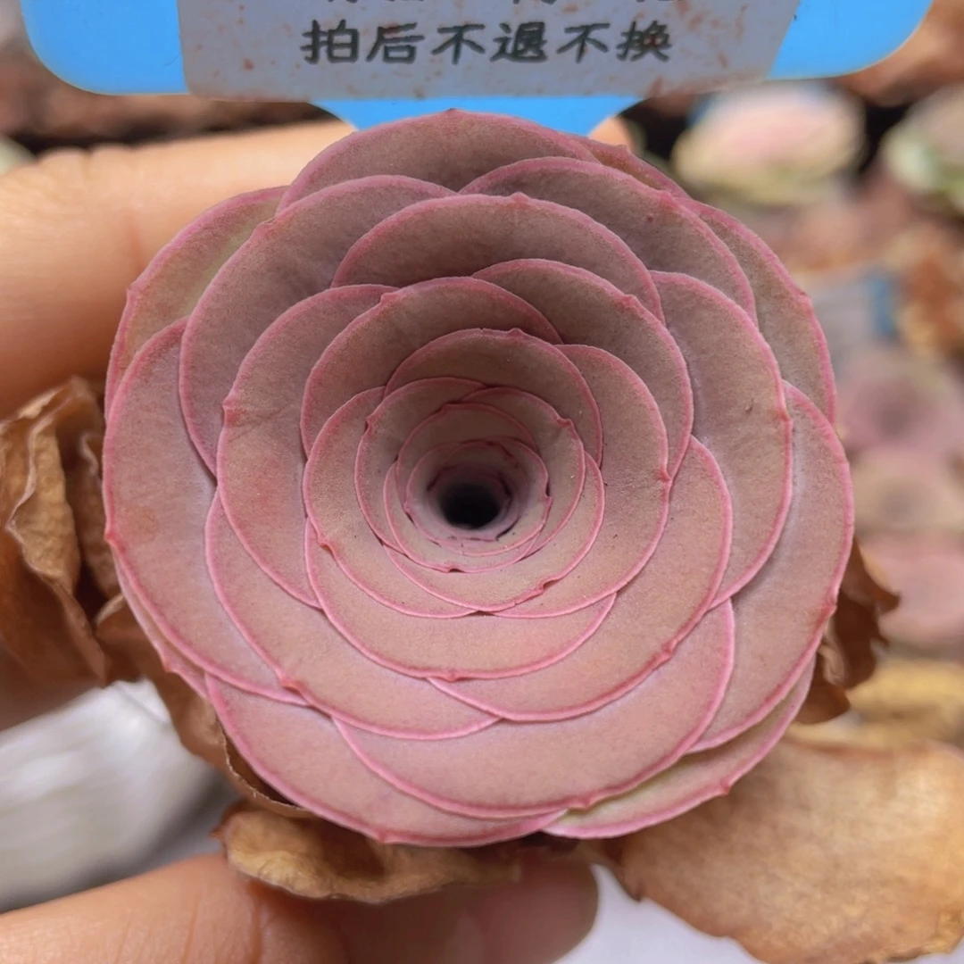 山地玫瑰332裸根发货不售后