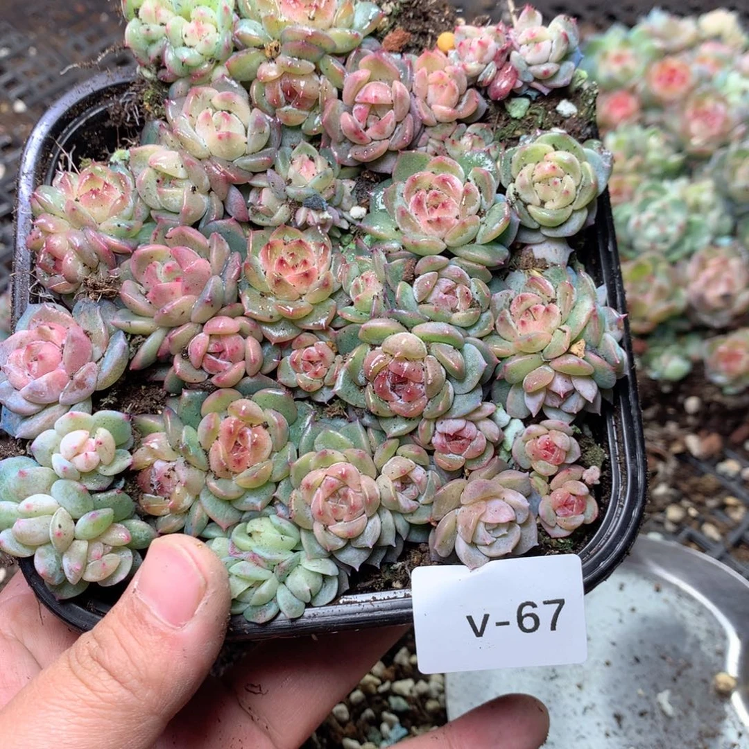 无花朵V67英语英语