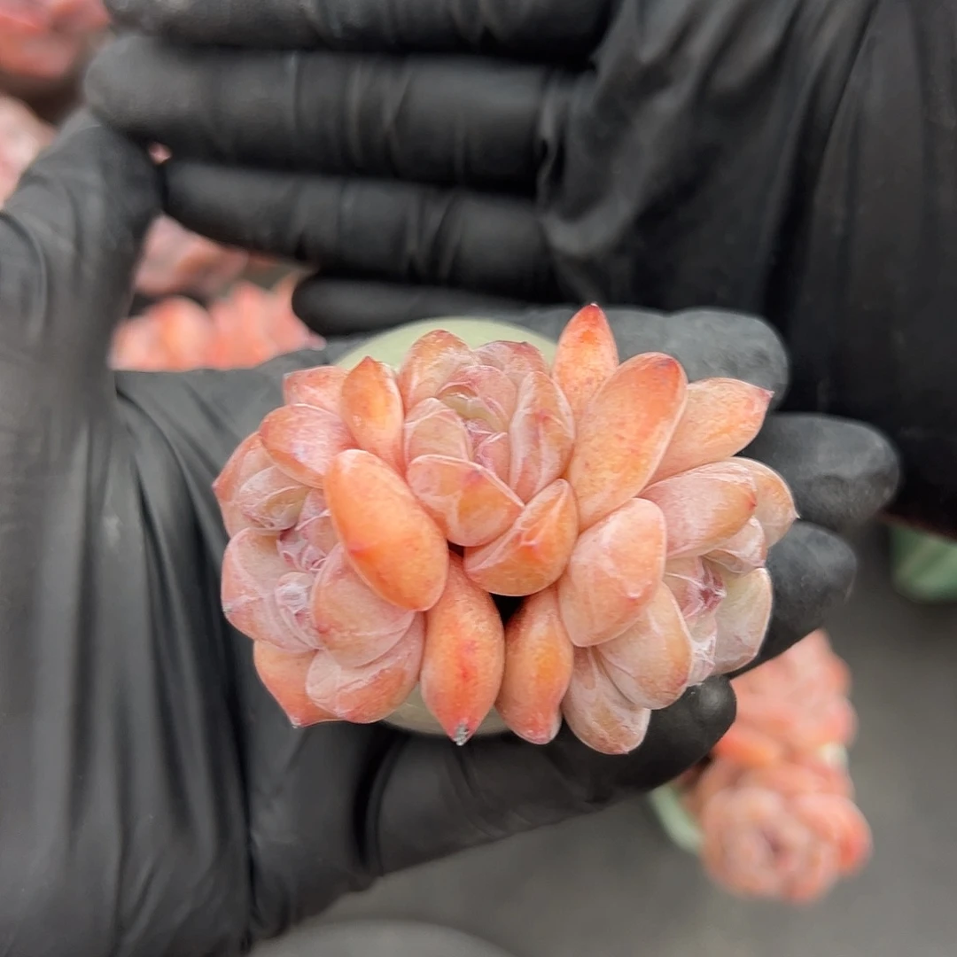 三头星影带盆发的时候