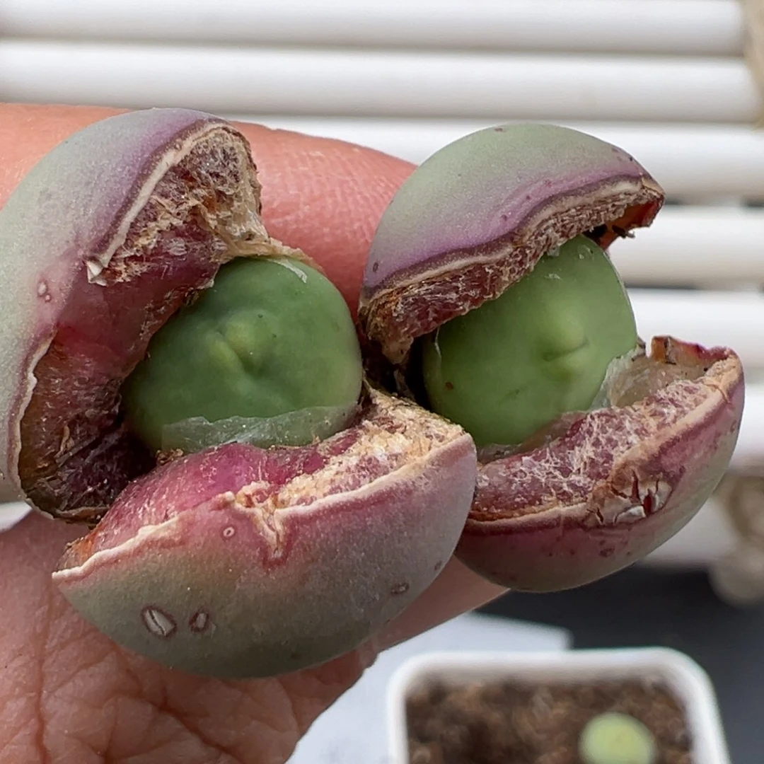 3.5好看的多肉脱土发货891