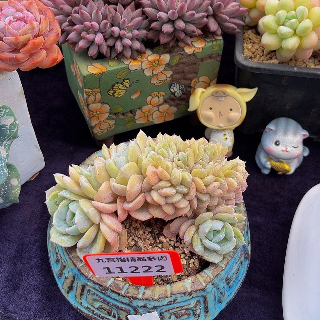 一物一拍11222老林缀