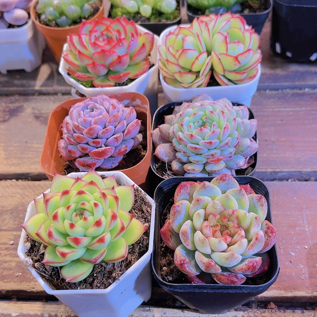 如图6盆带盆土福利套餐