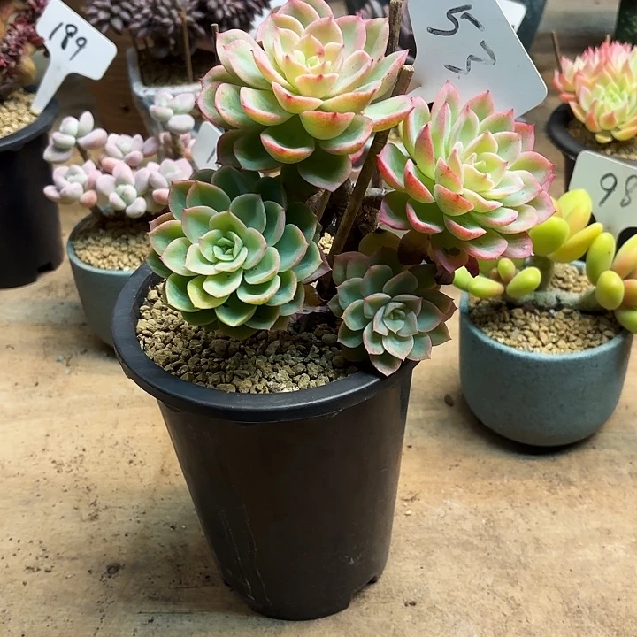 多肉植物，哈密瓜53号