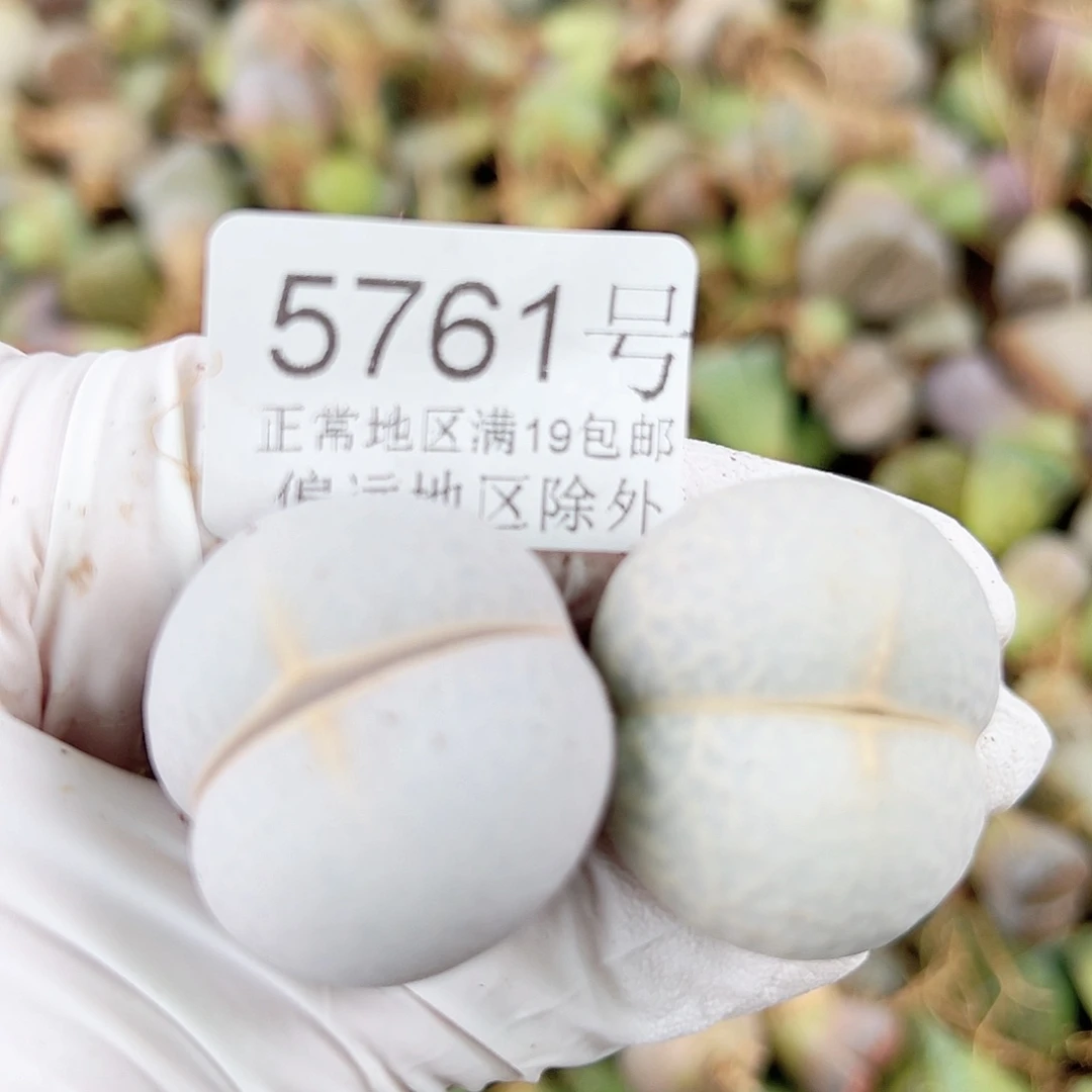 5761四年高尔夫两颗2.8cm左右