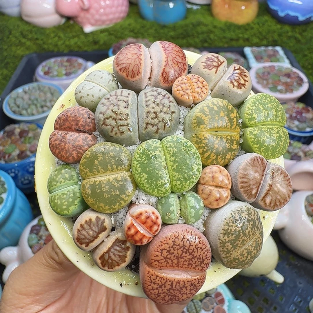 多肉植物福利冲591