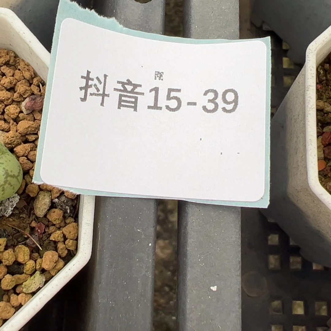 远***方15-39sb1102  11颗
