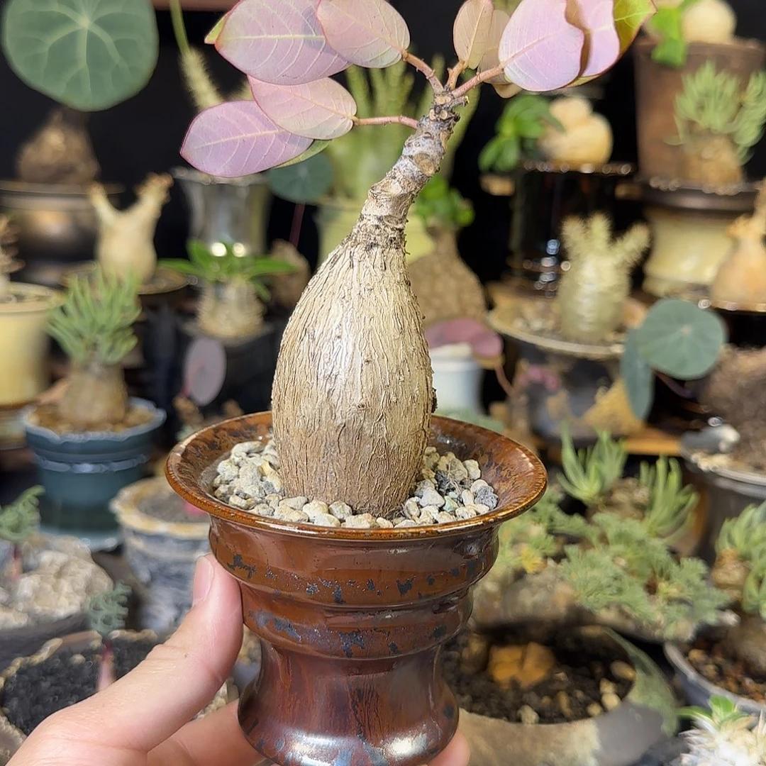 一物一拍奇异油柑220