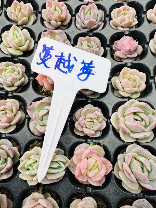 蔓越莓，多肉植物