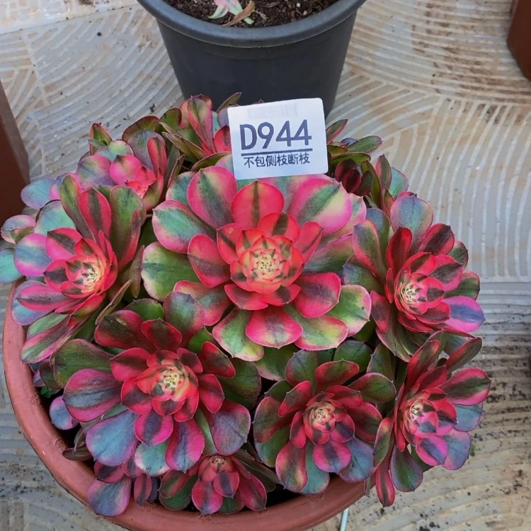 【闪购商品】944红豆斜杆多肉