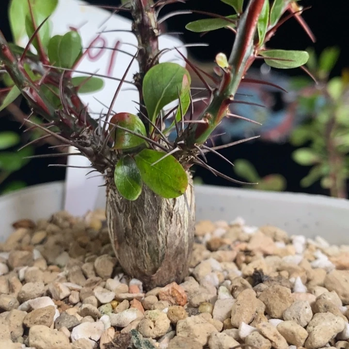 龙少园艺～簇生福桂花