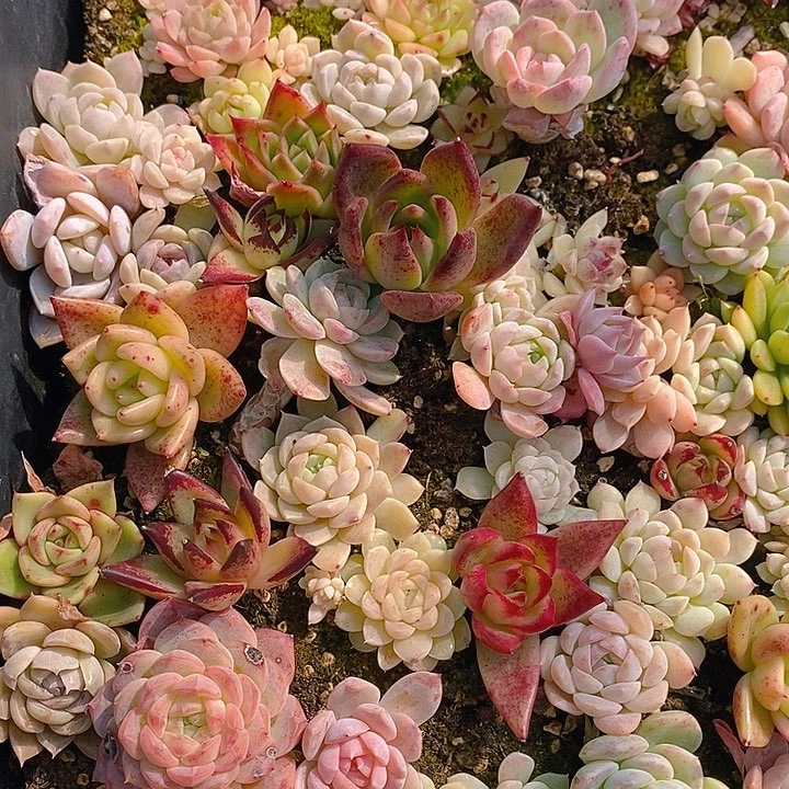 148 多肉植物盆栽花卉植物