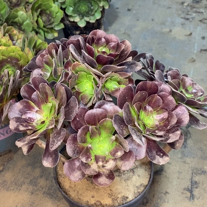 欧若拉多肉植物14。