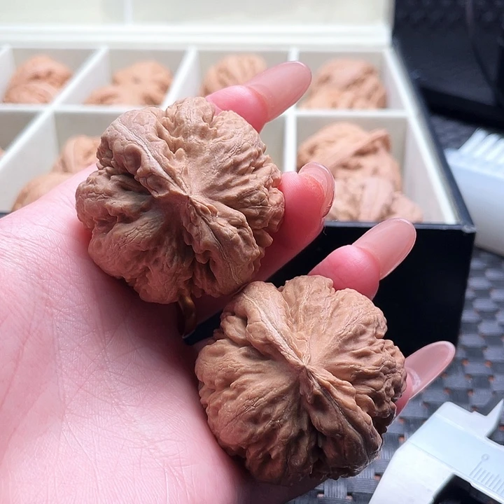 唐***毒霸王龙核桃尺寸42